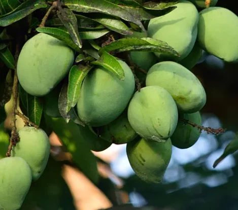African Mango Seed Extract